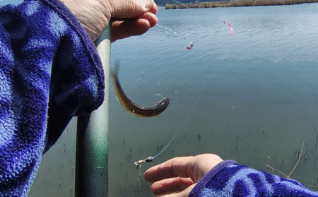 今が最盛期?伊庭内湖でホンモロコ釣り